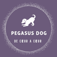 Pegasus Dog